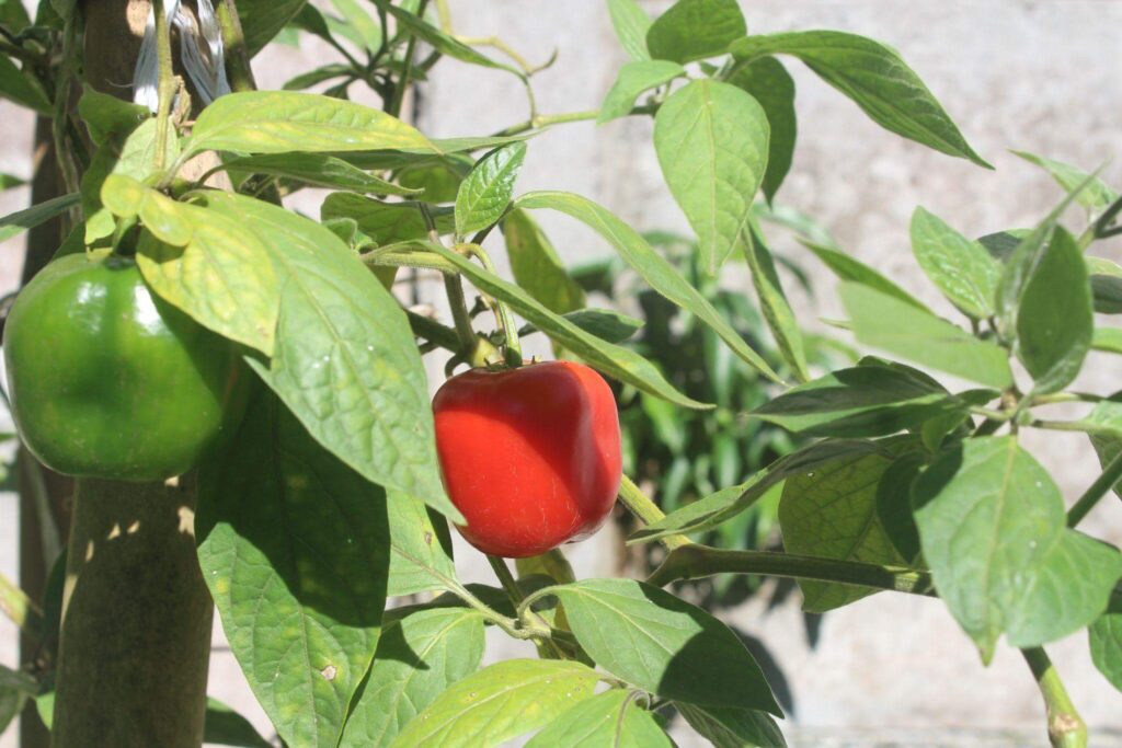 Chile Rocoto – Riverside